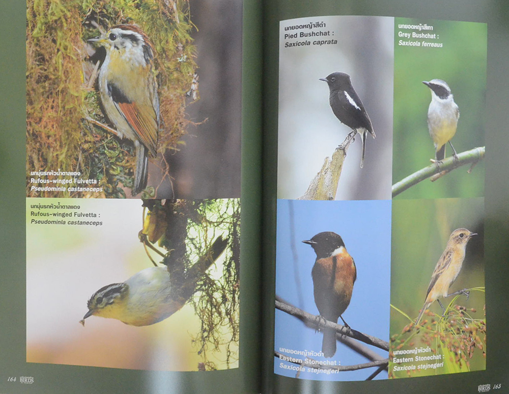 นกในประเทศไทย (ภาษาไทย-อังกฤษ)