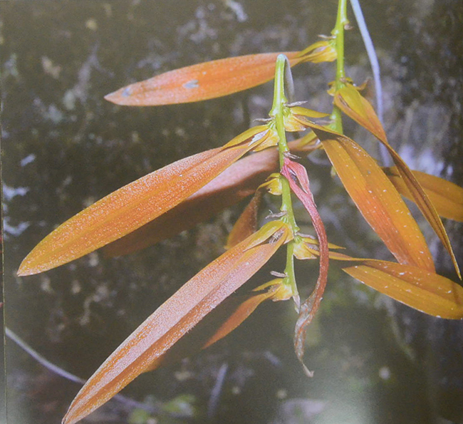 พรรณไม้เกียรติประวัติของไทย