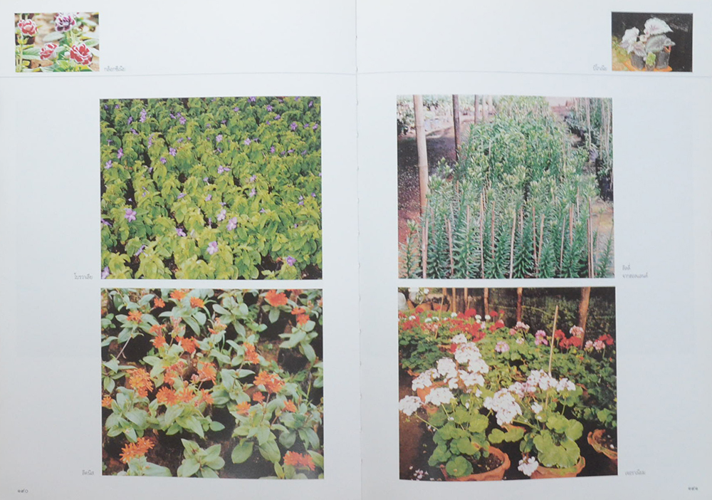 ดอยตุง (ขายตามสภาพ)