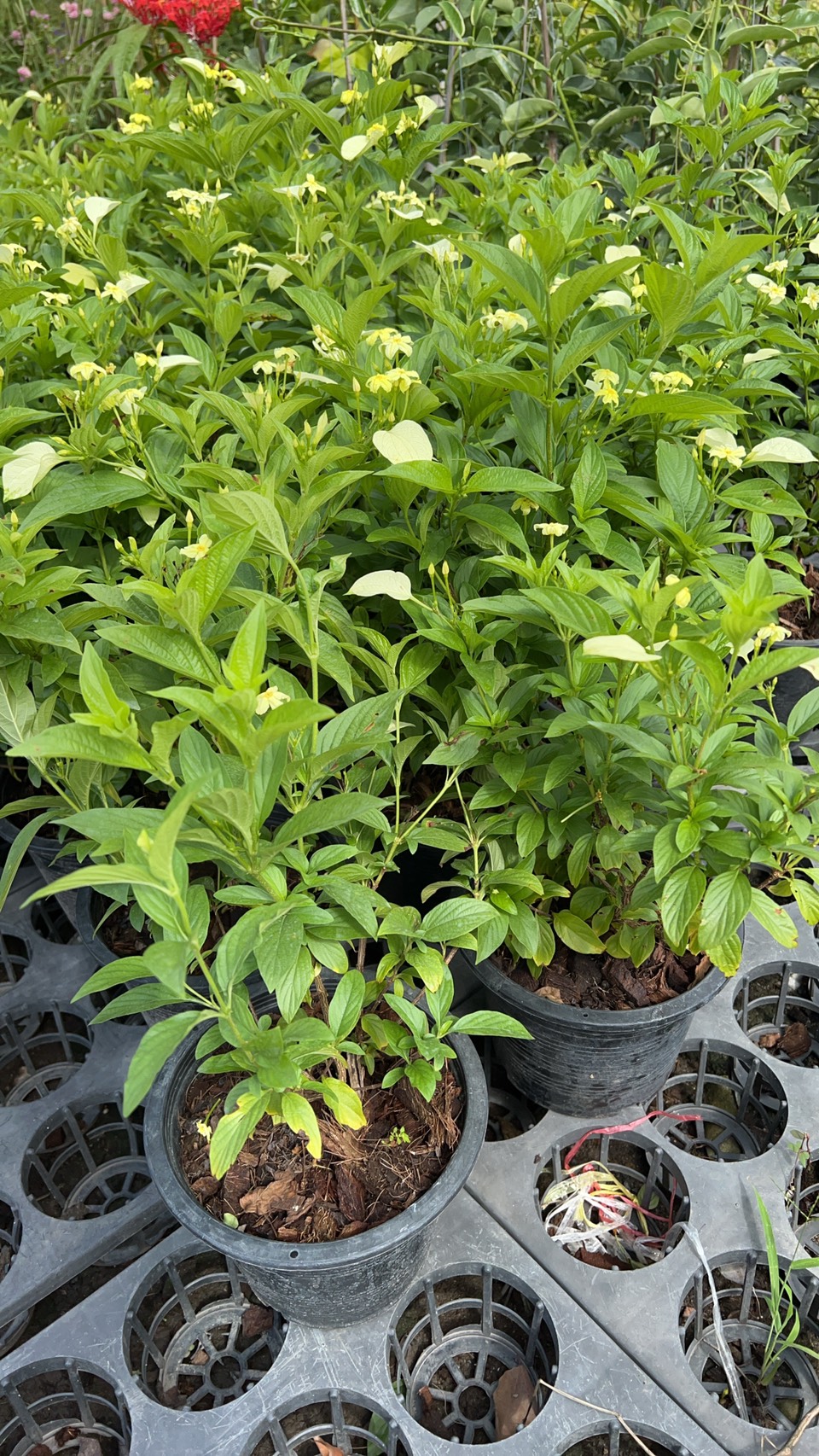 ช้อนทอง Yellow Mussaenda ช่อสุวรรณ,สร้อยสุวรรณ