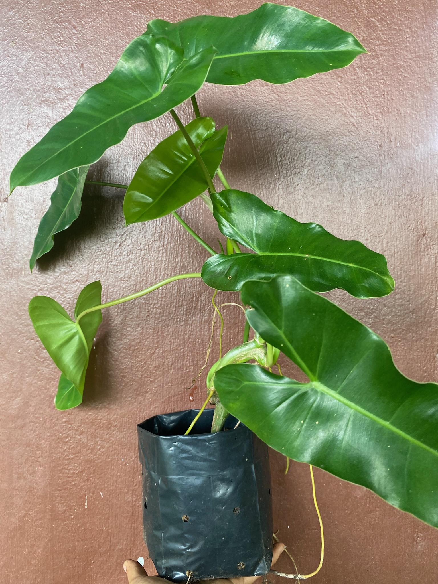 ฟิโลเดนดรอน มรกตเขียว Philodendron burle-marxii