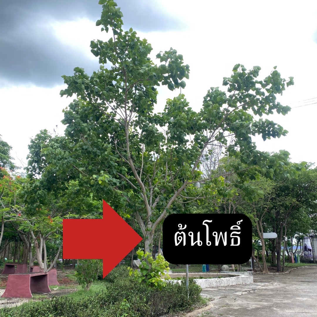 ต้นโพธิ์ Ficus religiosa Linn