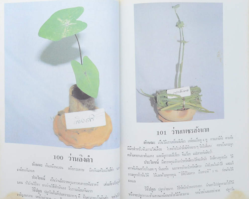 ว่านและไม้มงคล 300 ชนิด ฉบับมาตรฐาน เพิ่มเติมโกสนไทย