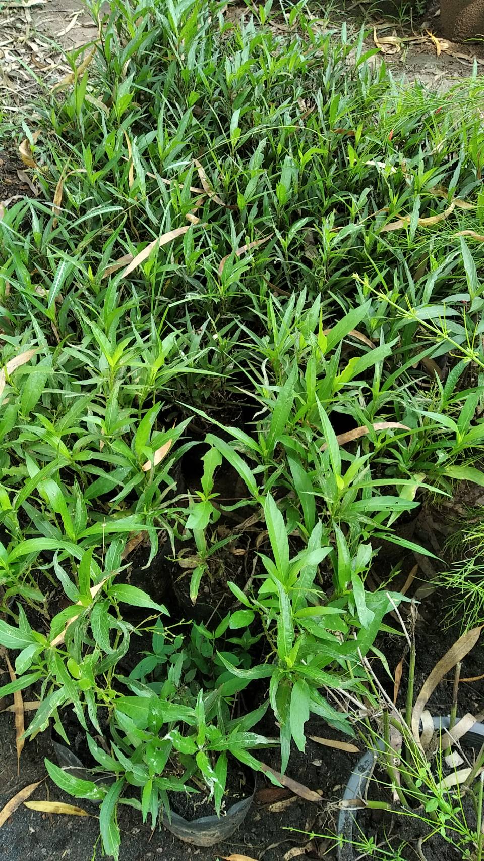 ฟ้าประทานพร สีขาว Ruellia ต้อยติ่ง