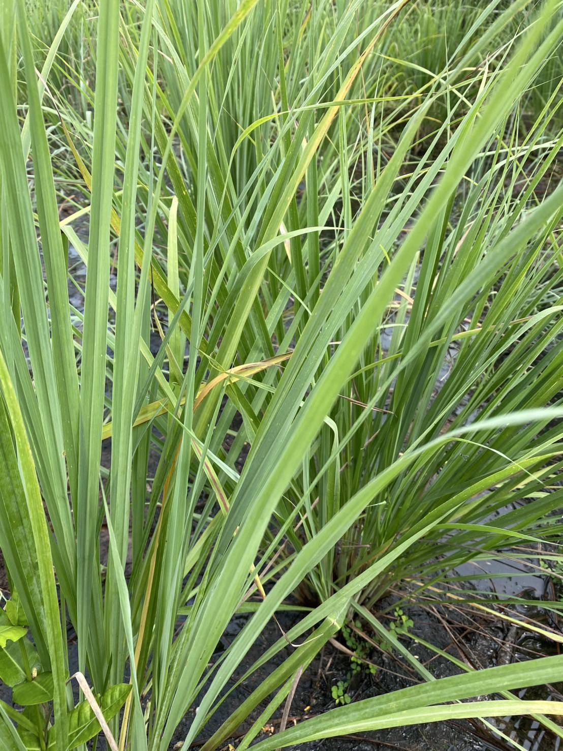 ใบตะไคร้หอม Cymbopogon nardus (Linn.) Rendle,