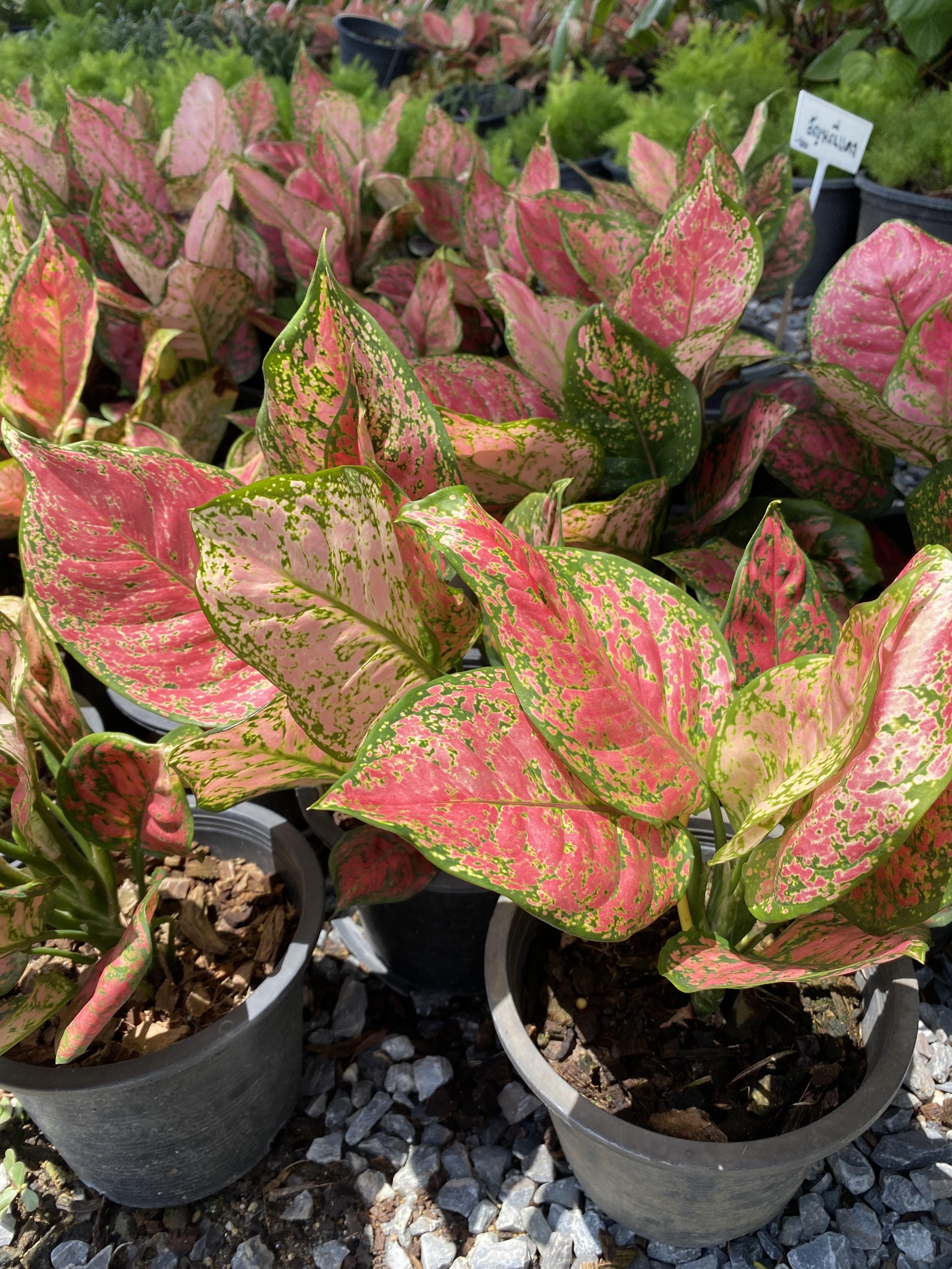 อโกลนีมา อัญมณีแดง Aglaonema