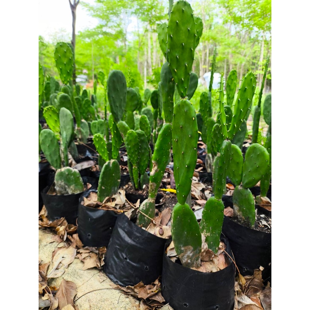 อาหารเต่า 15 ใบ โอพันเทีย ใบเสมา