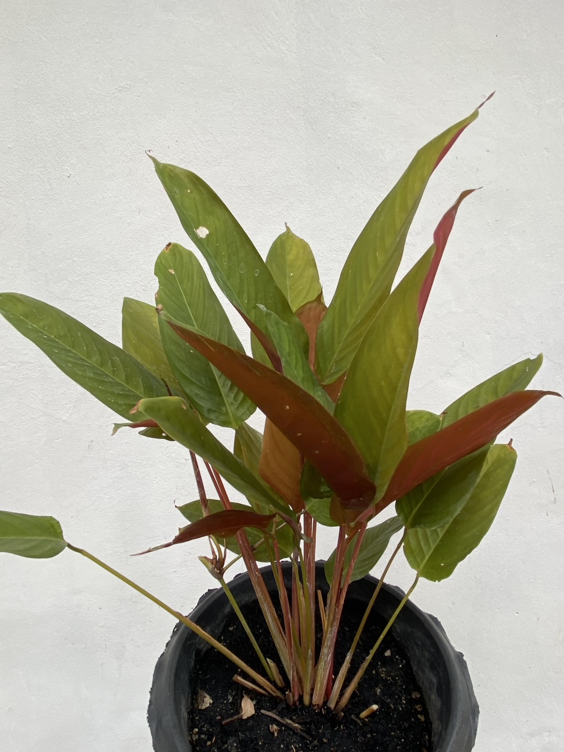 ต้นคล้าหลังแดง Stromanthe sanguinea