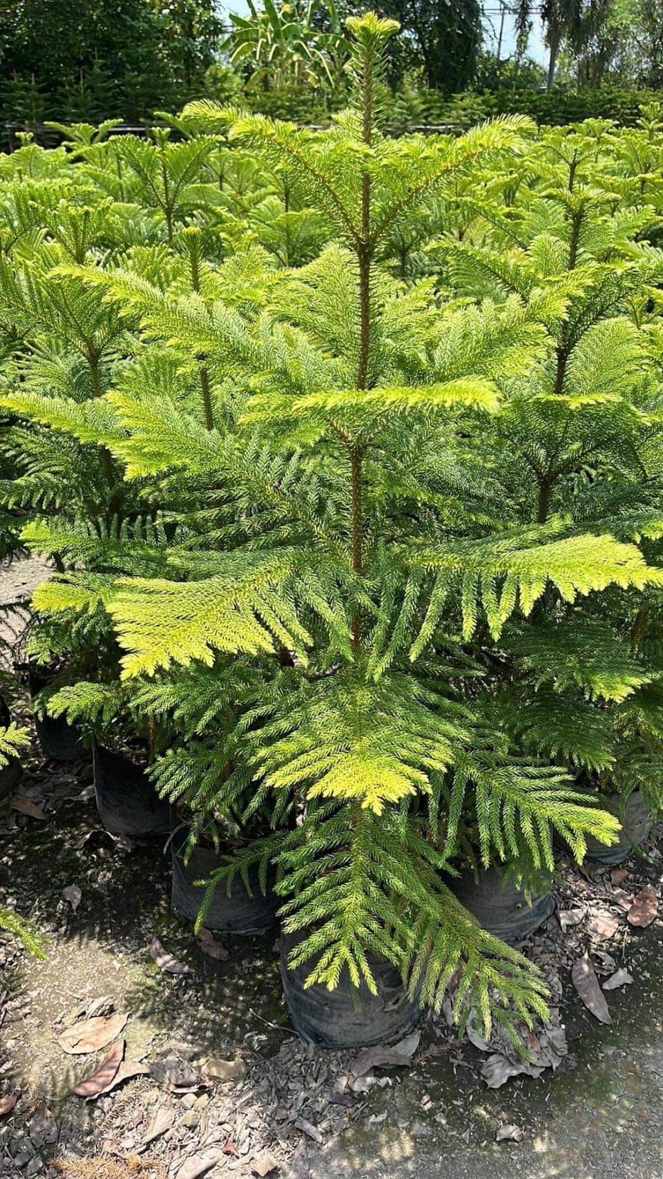 สนฉัตร Norfolk island pine