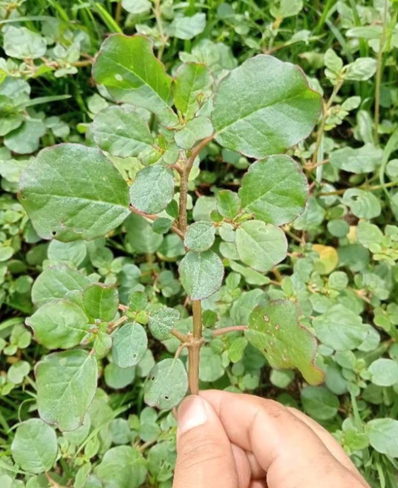 เบี้ยหิน ผักเบี้ยหิน black pigweed