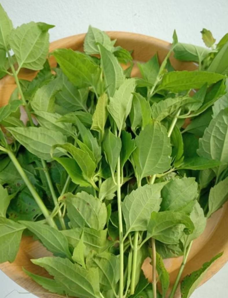 ใบสาบเสือ Siam weed สมุนไพรหายาก
