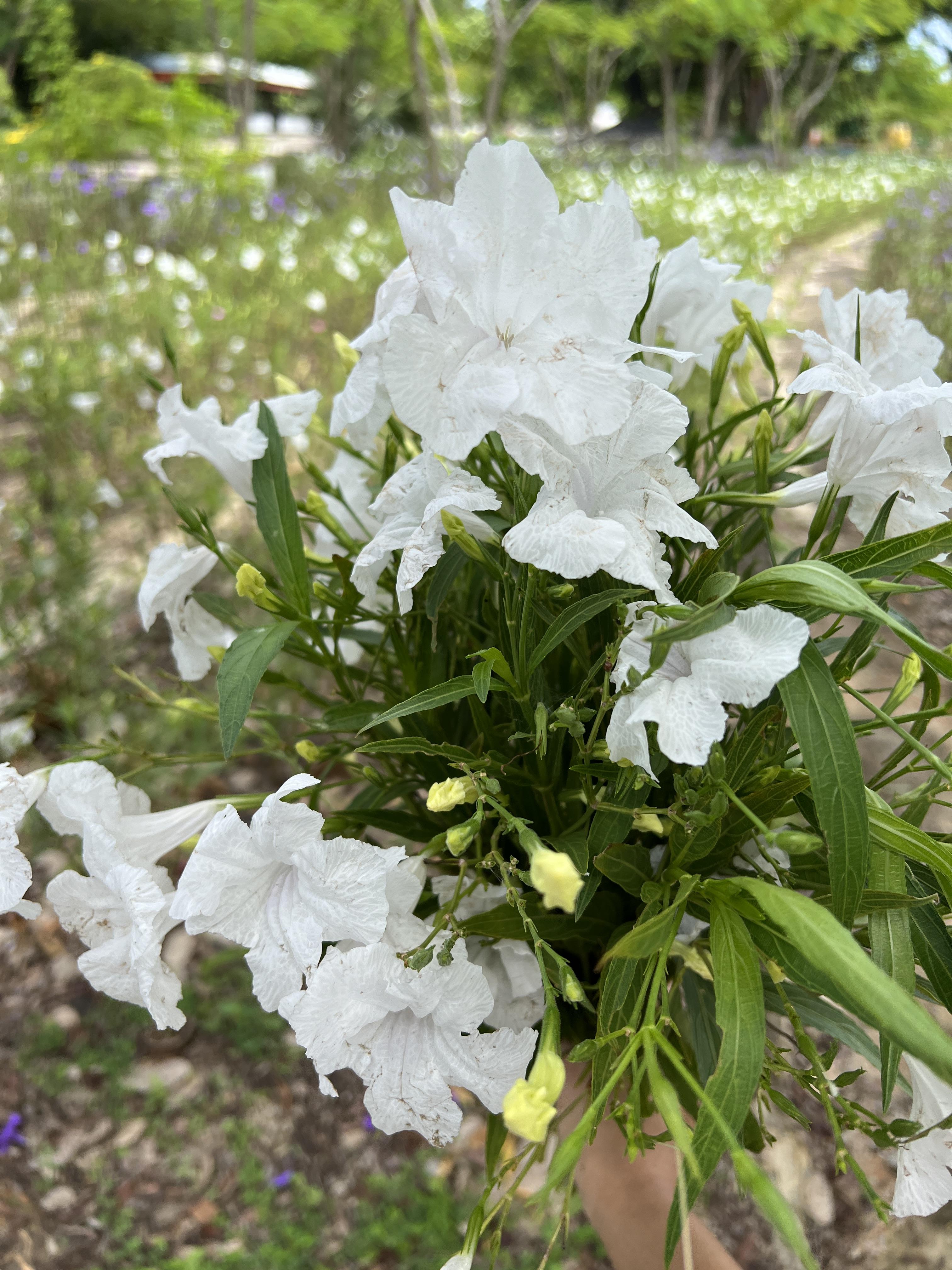 กิ่งต้อยติ่งฝรั่ง Ruellia