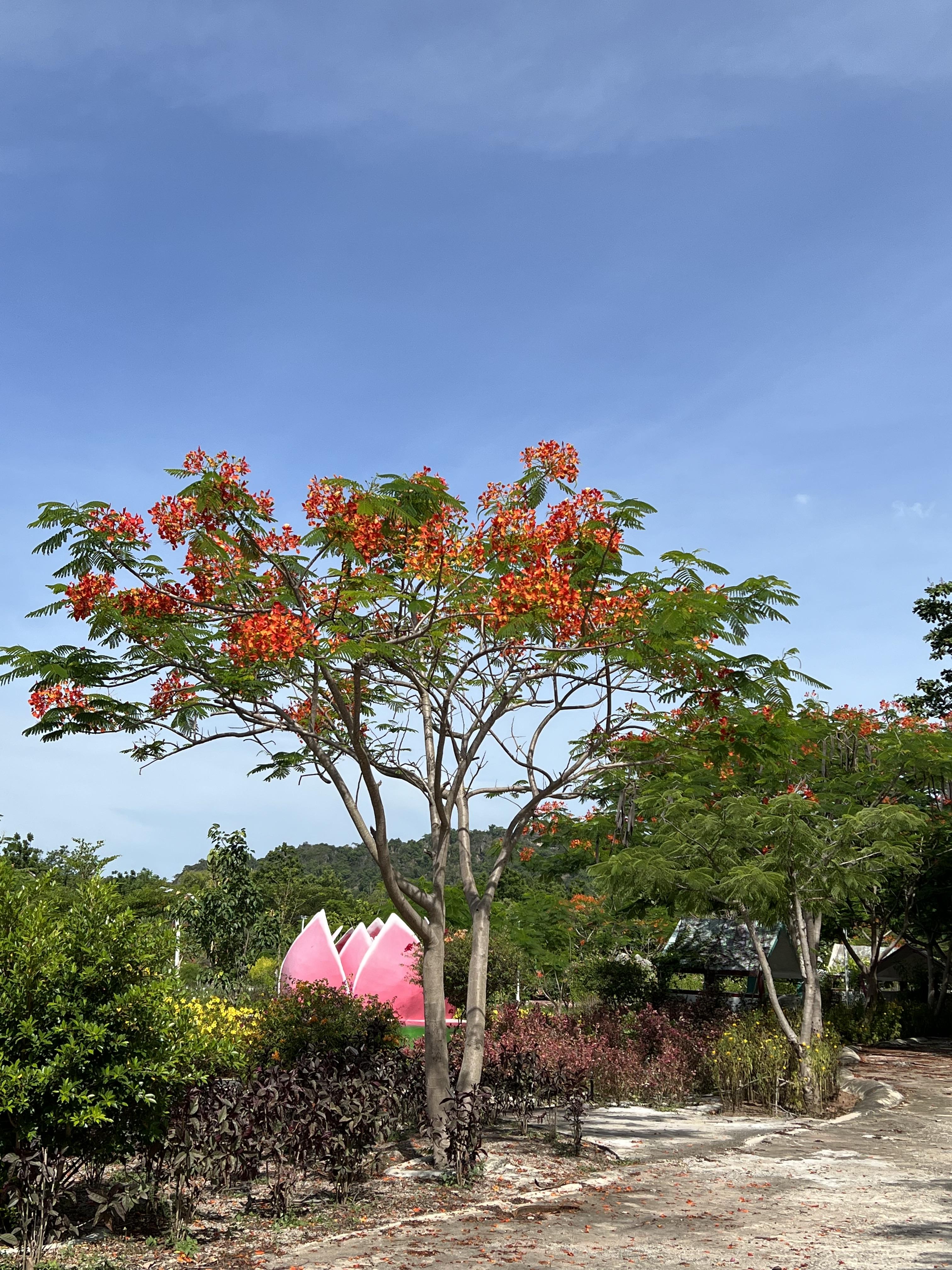 ต้นหางนกยูง peacock tree ไม้ยืนต้น