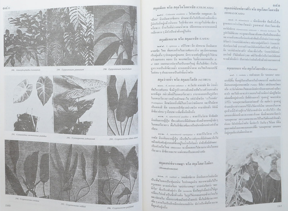 ไม้ประดับสวนหลวงและประวัติการจัดสวนเมืองไทย