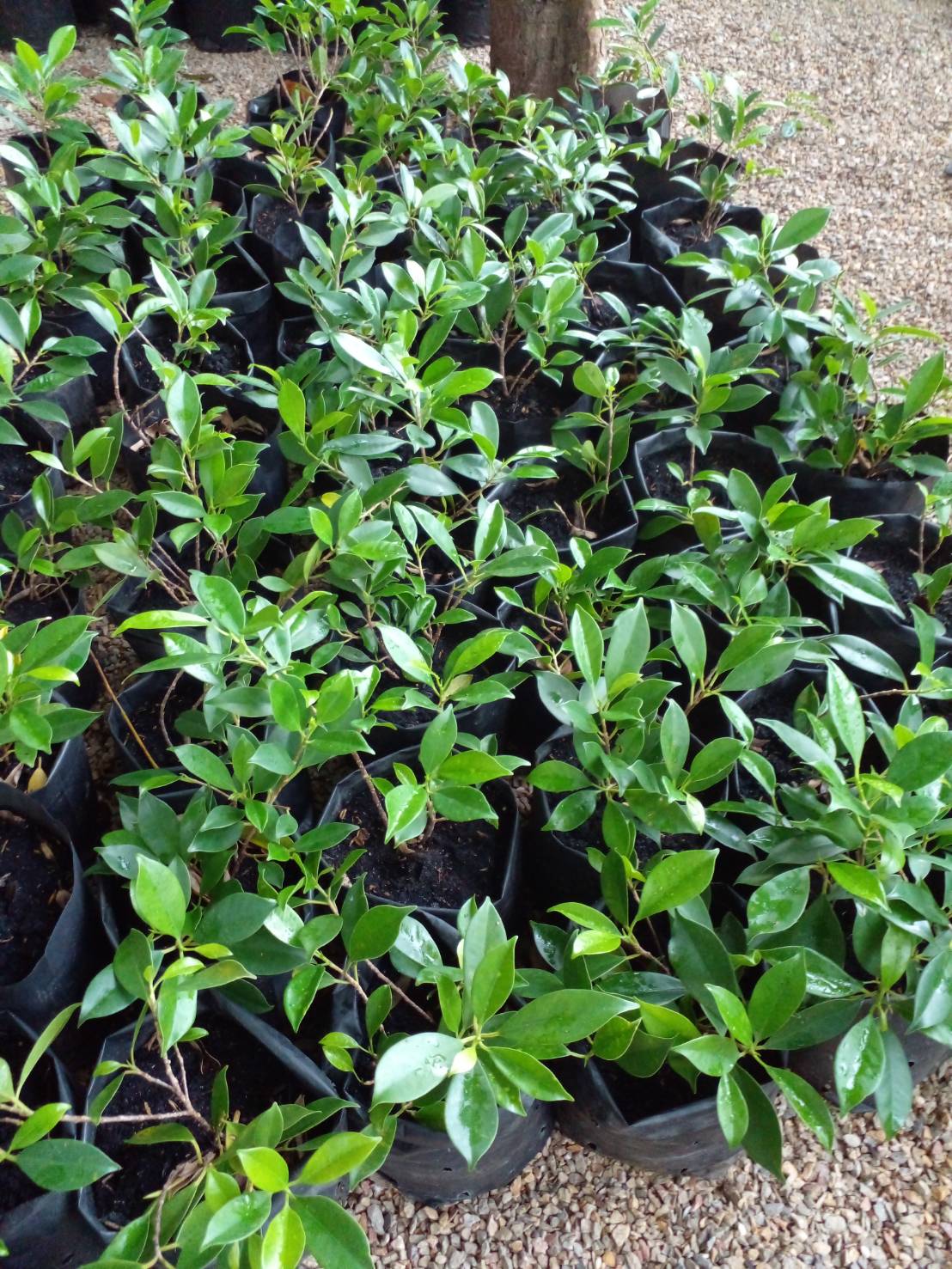 ไทรเกาหลี banyan tree