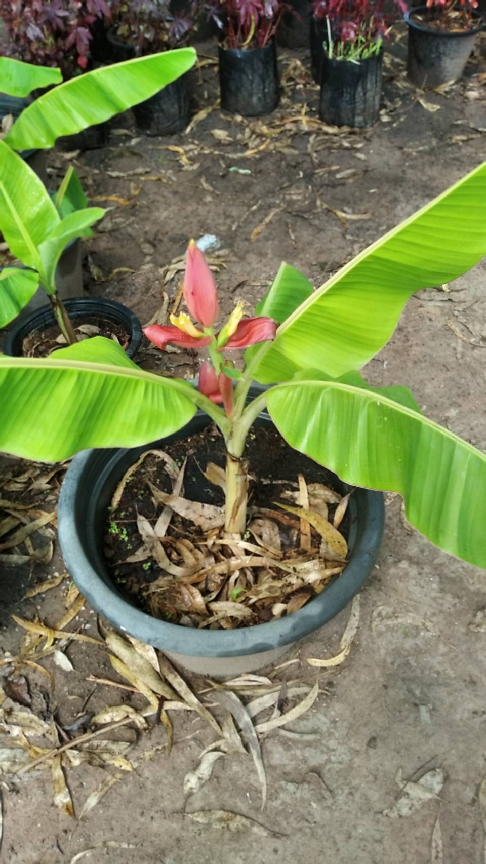 กล้วยแคระ Dwarf Cavendish banana