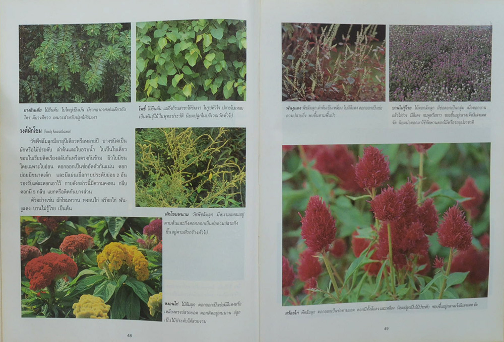 อาณาจักรสิ่งมีชีวิต เล่ม 1 อาณาจักรพืช