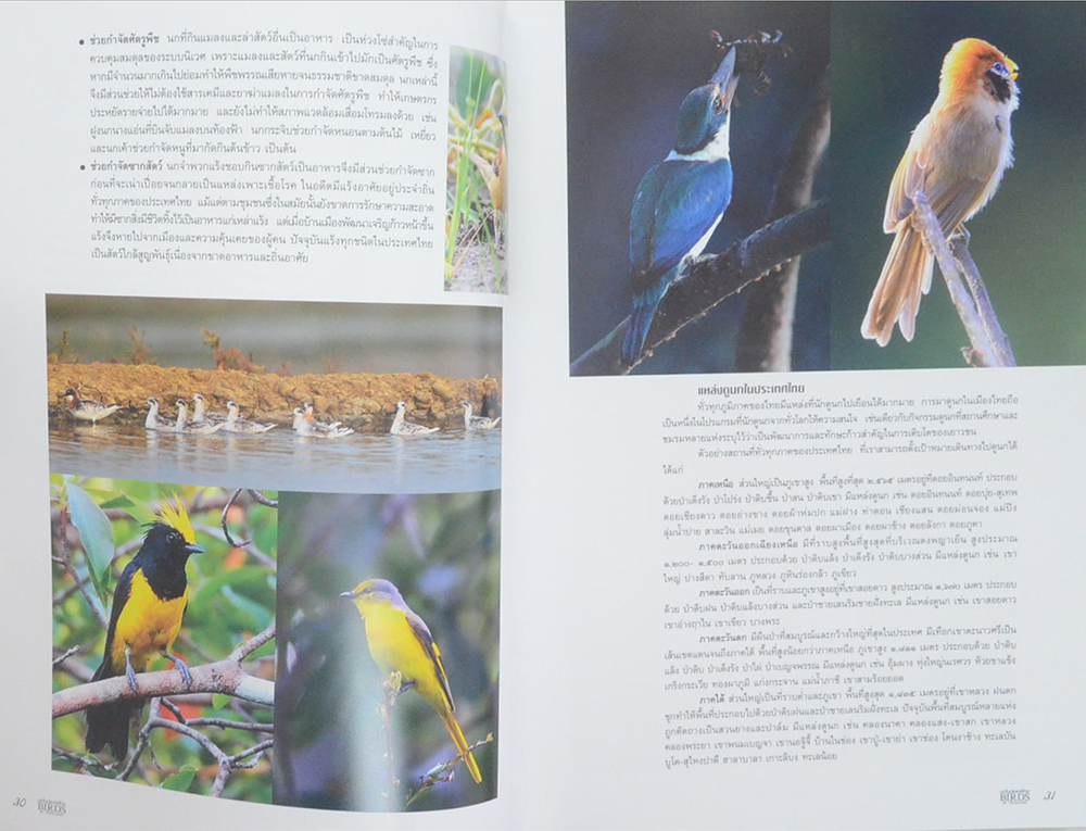 นกในประเทศไทย (ภาษาไทย-อังกฤษ)