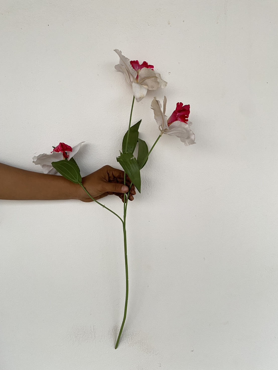 ช่อดอกลี่ลลี Lily