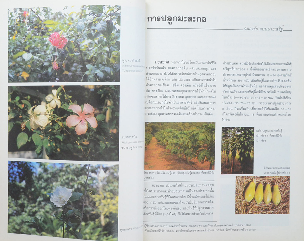 วันต้นไม้ประจำปีแห่งชาติ 2533