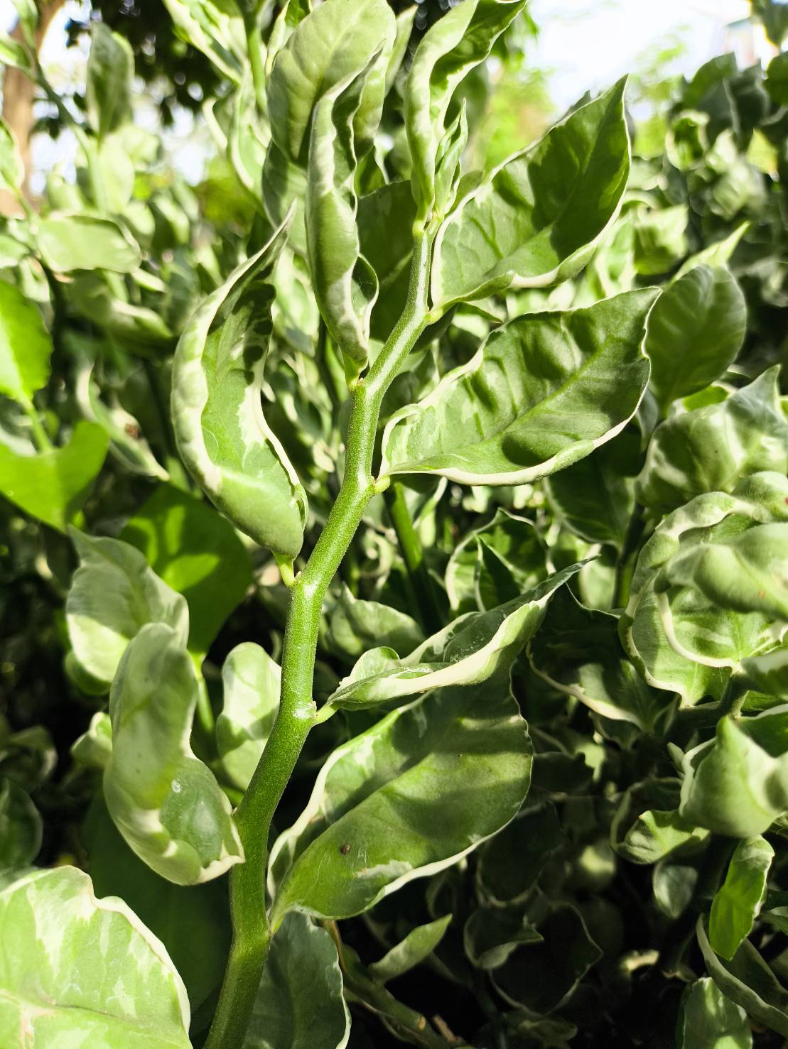 กิ่งแตงกวาน้อยนำโชค กวักเงินกวักทองใบด่าง