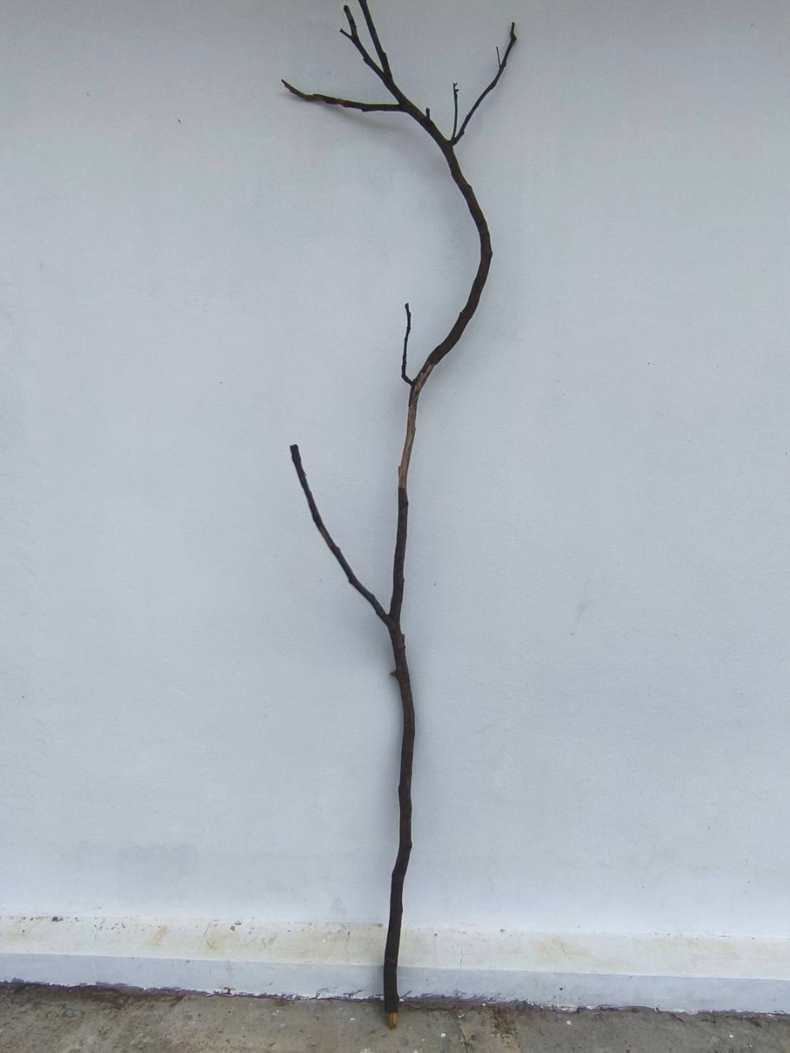 🌿 กิ่งไม้แห้งจริง Tree branch (เบอร์ 25)