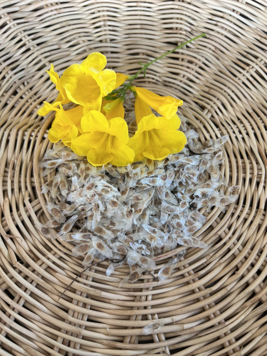 เมล็ดทองอุไร yellow elder seed