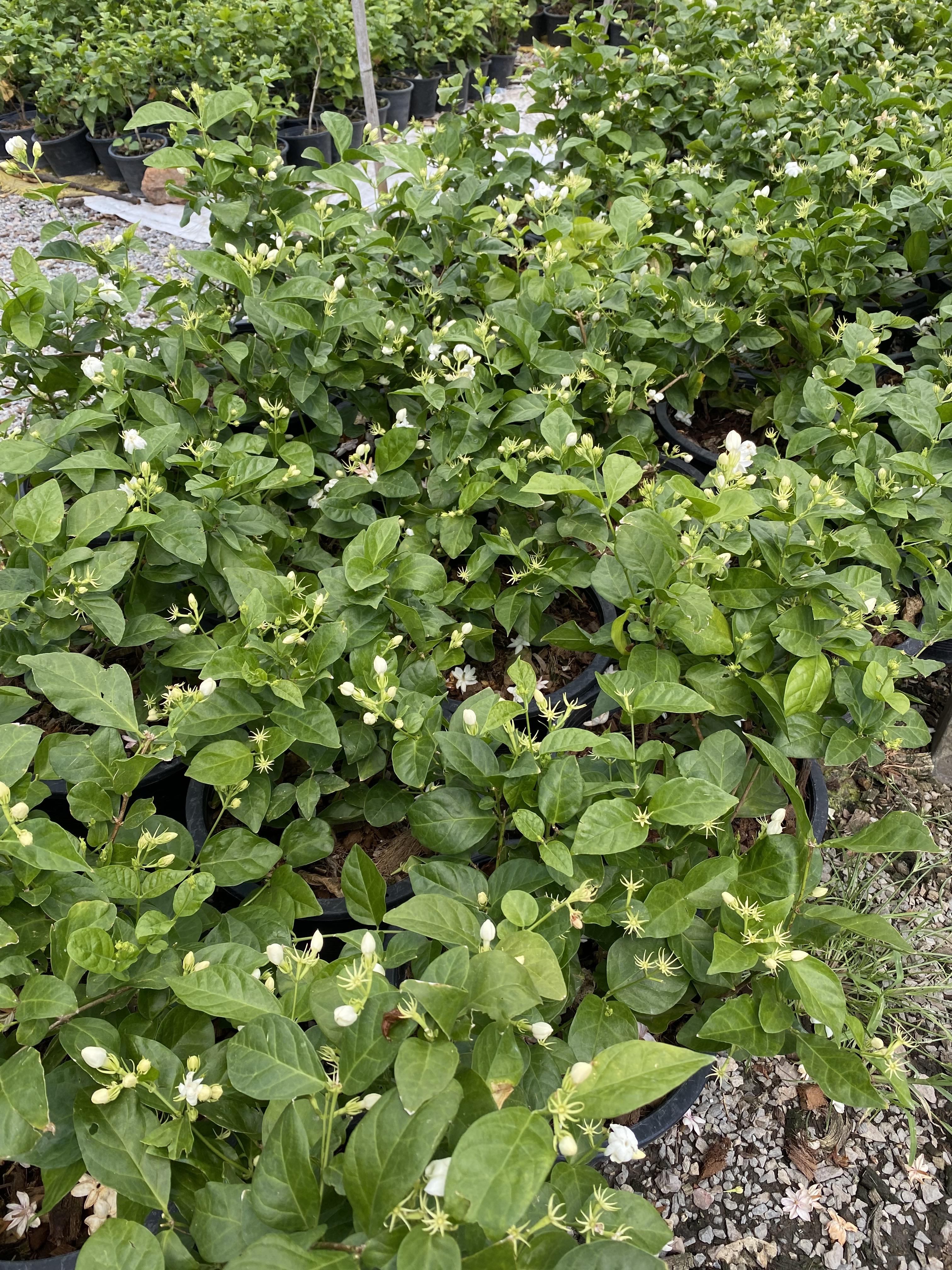 มะลิ Jasmine