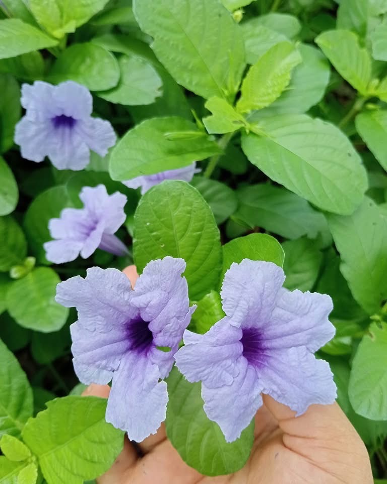 เมล็ดต้อยติ่งไทย เมล็ดเป๊าะเป๊ะ ซื้อ 1 ชุดแถม 1 ชุด 🌿