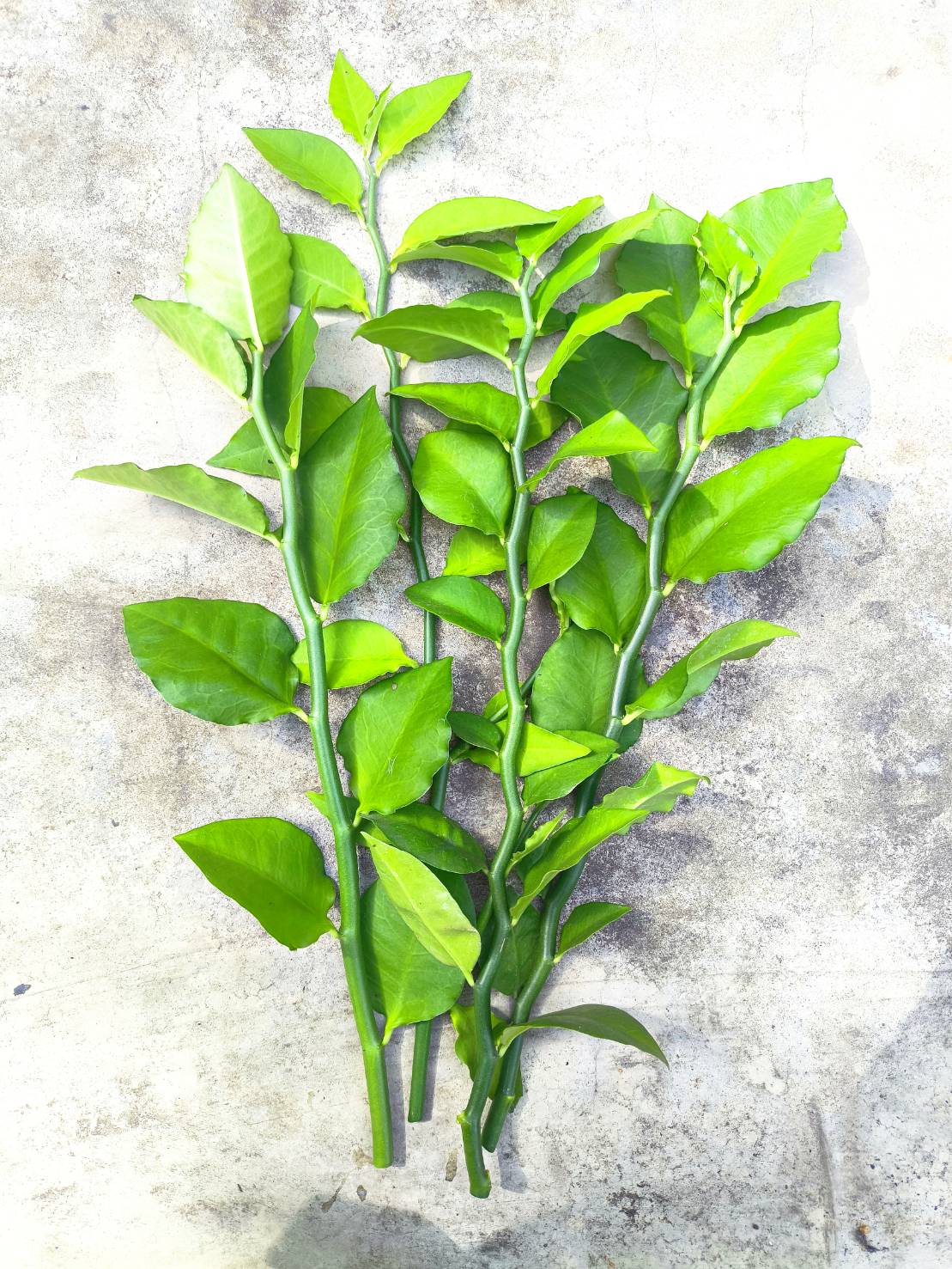 🌿 กิ่งแสยกสีเขียว ตัดสด 🌿 Zigzag Plant