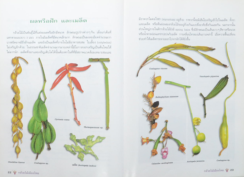 กล้วยไม้เมืองไทย (ขายตามสภาพ)