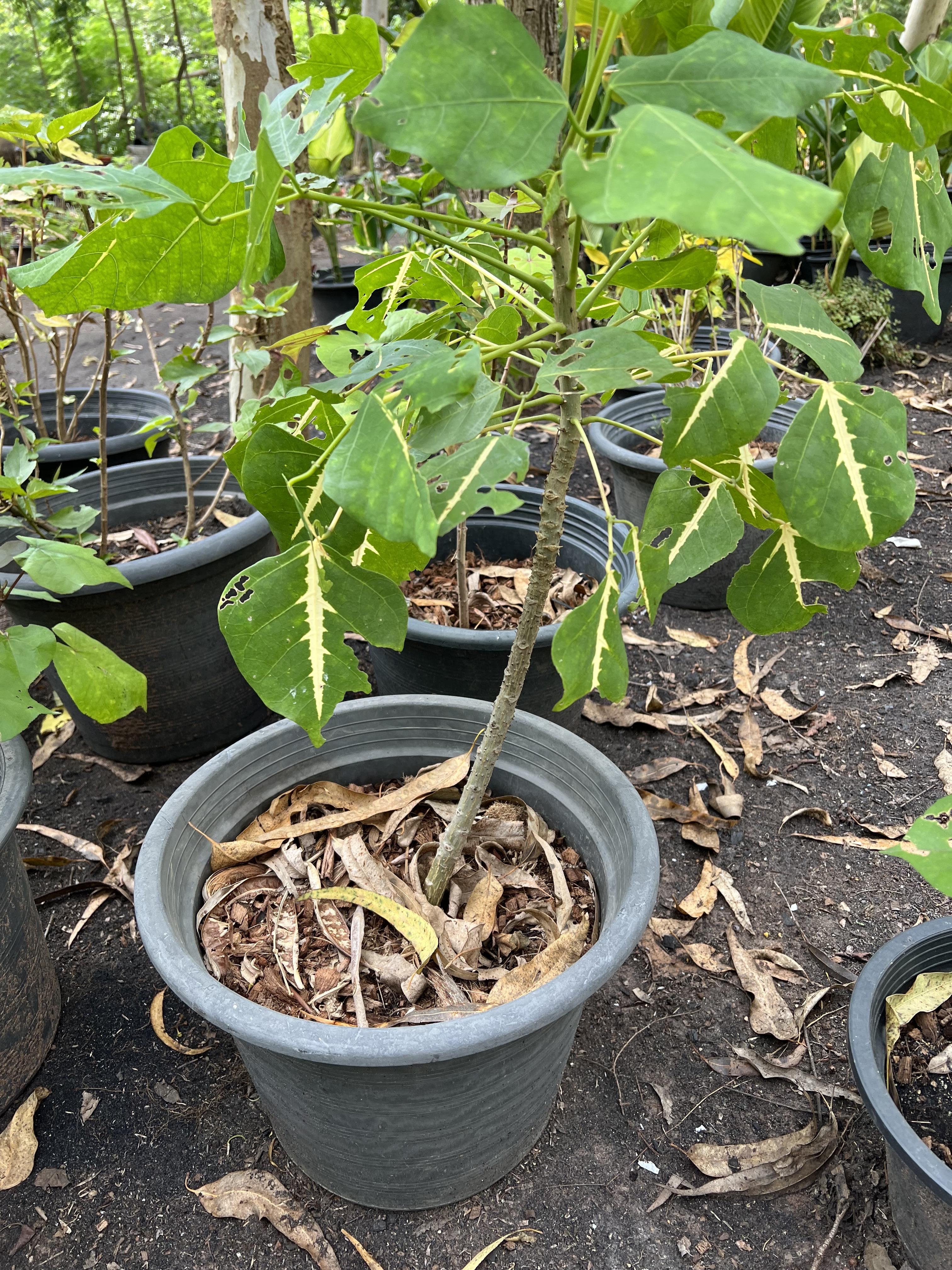 ทองหลาง ปาริชาติ Erythrina variegata