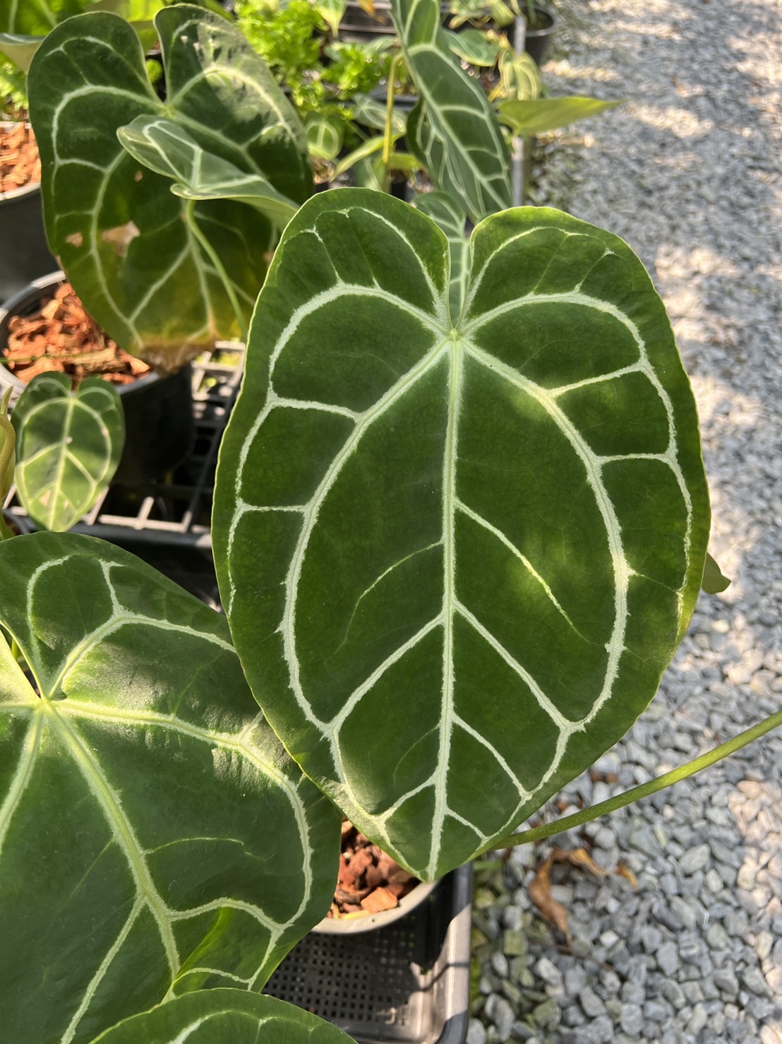 หน้าวัวใบกำมะหยี่ Anthurium crystallinum
