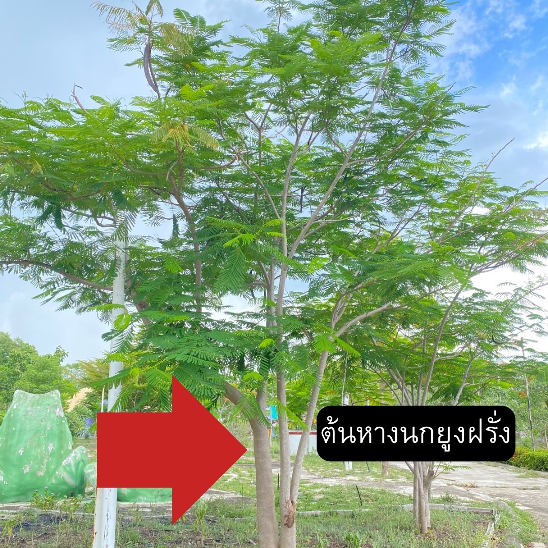 ต้นหางนกยูงฝรั่ง Delonix regia (Hook.) Raf