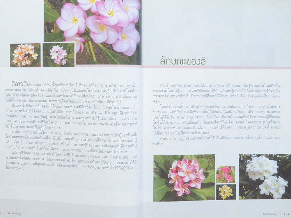 ลีลาวดี ไม้มงคล: ตำนานไม้ดอกที่เคยถูกลืม (ขายตามสภาพ)