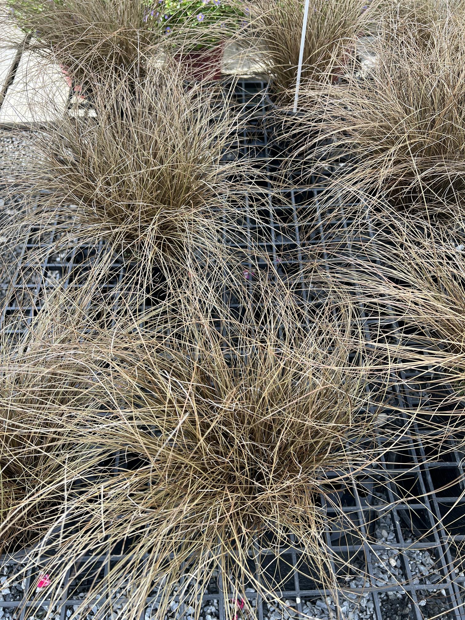 หญ้าสีน้ำตาล Carex Comans (New Zealand Sedge)