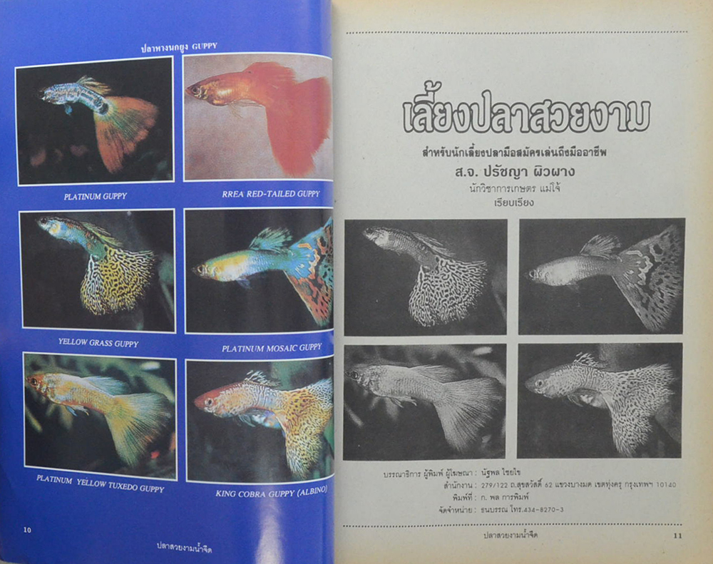เลี้ยงปลาสวยงาม