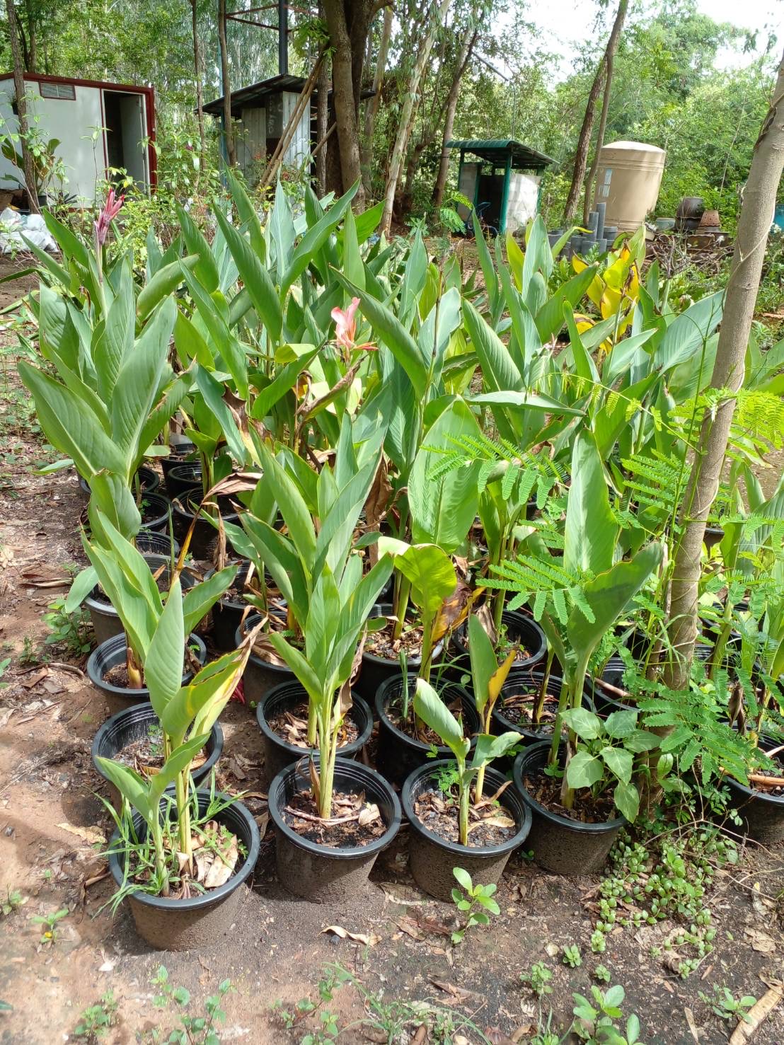 พุทธรักษา Canna Lily ไม้มงคล สีส้ม