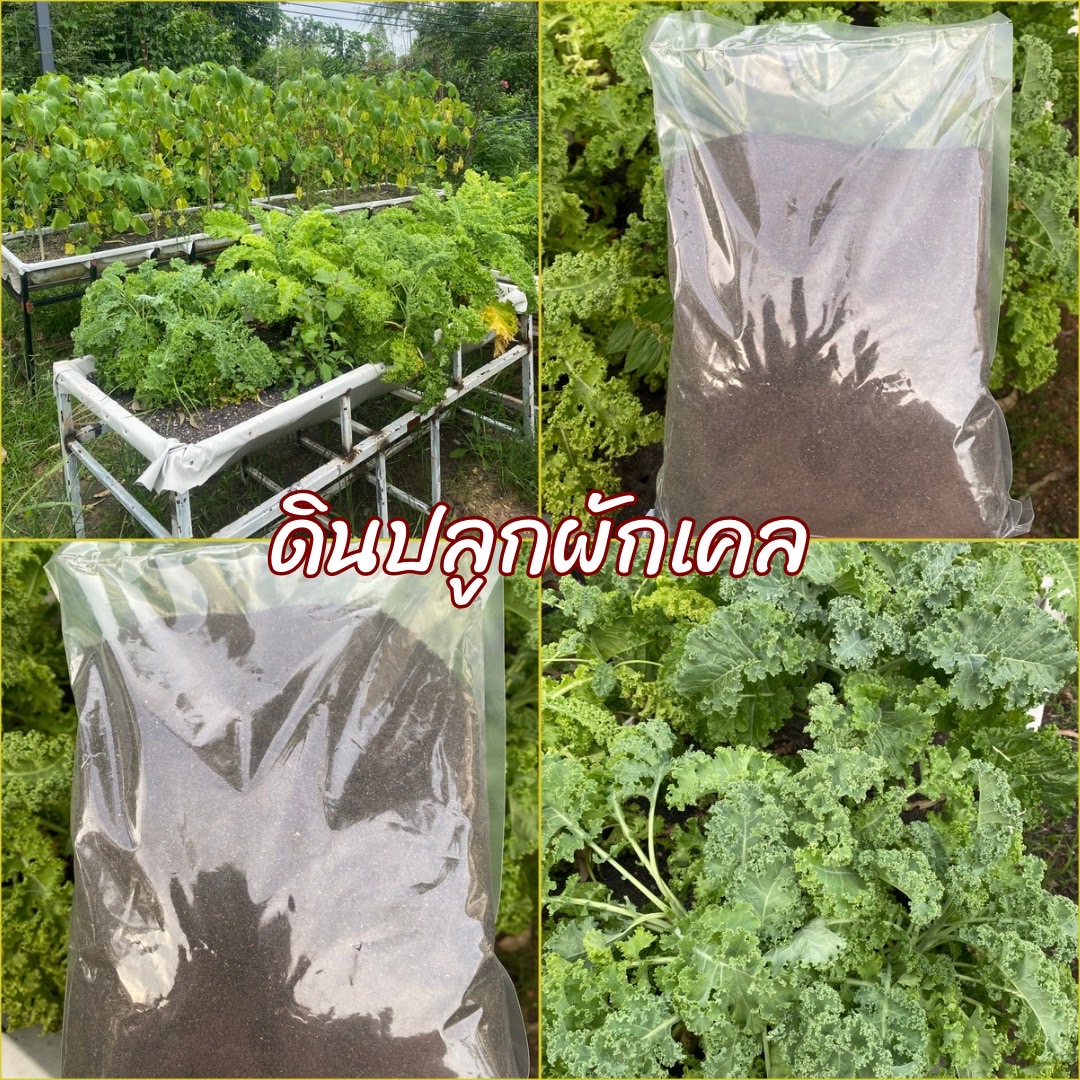 ดินปลูกเคล Kale potting soil