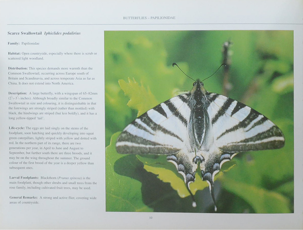 The Fascinating World of Butterflies & Moths