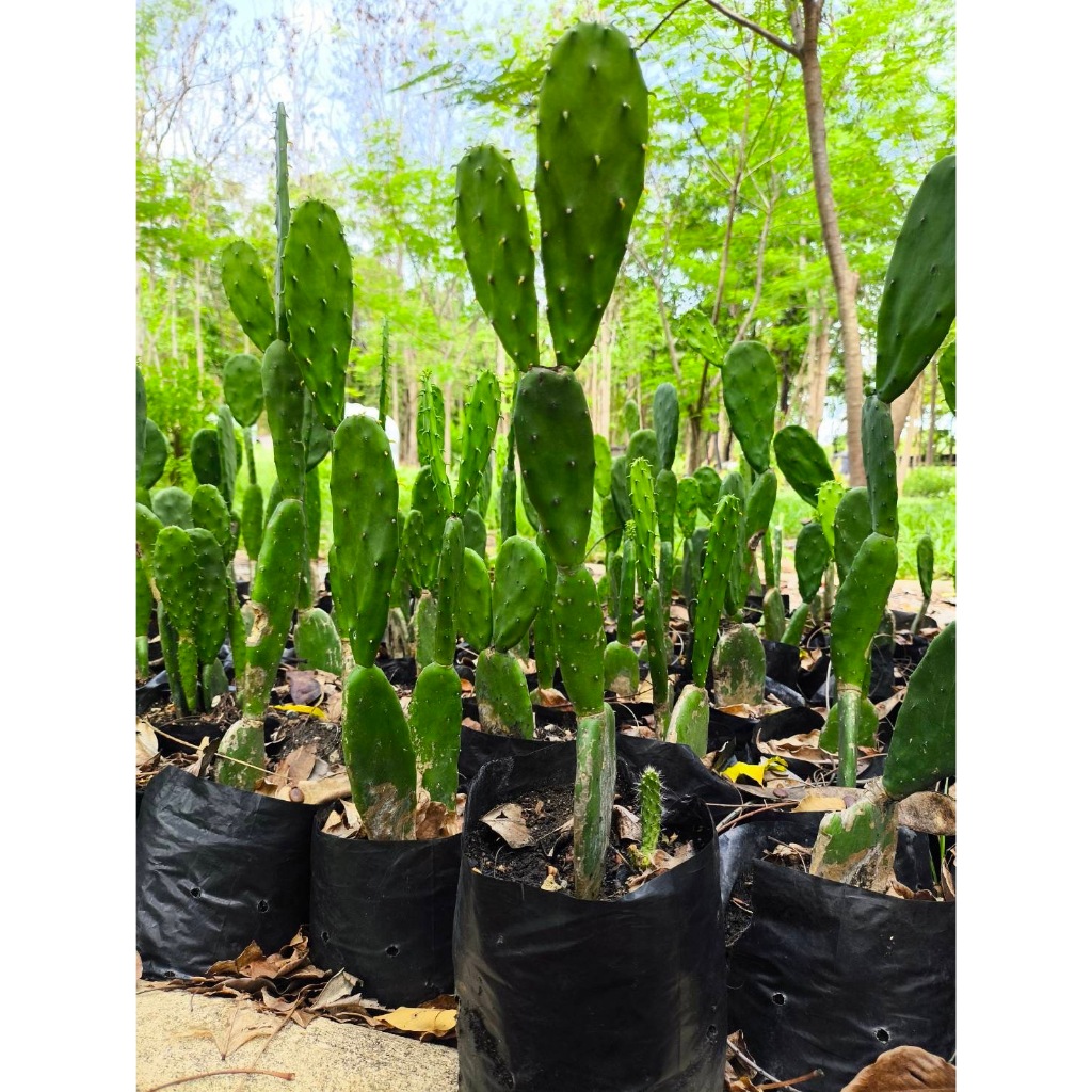 กระบองเพชรใบเสมา กระบองเพชรมิคกี้เมาส์ Opuntia โอพันเทีย