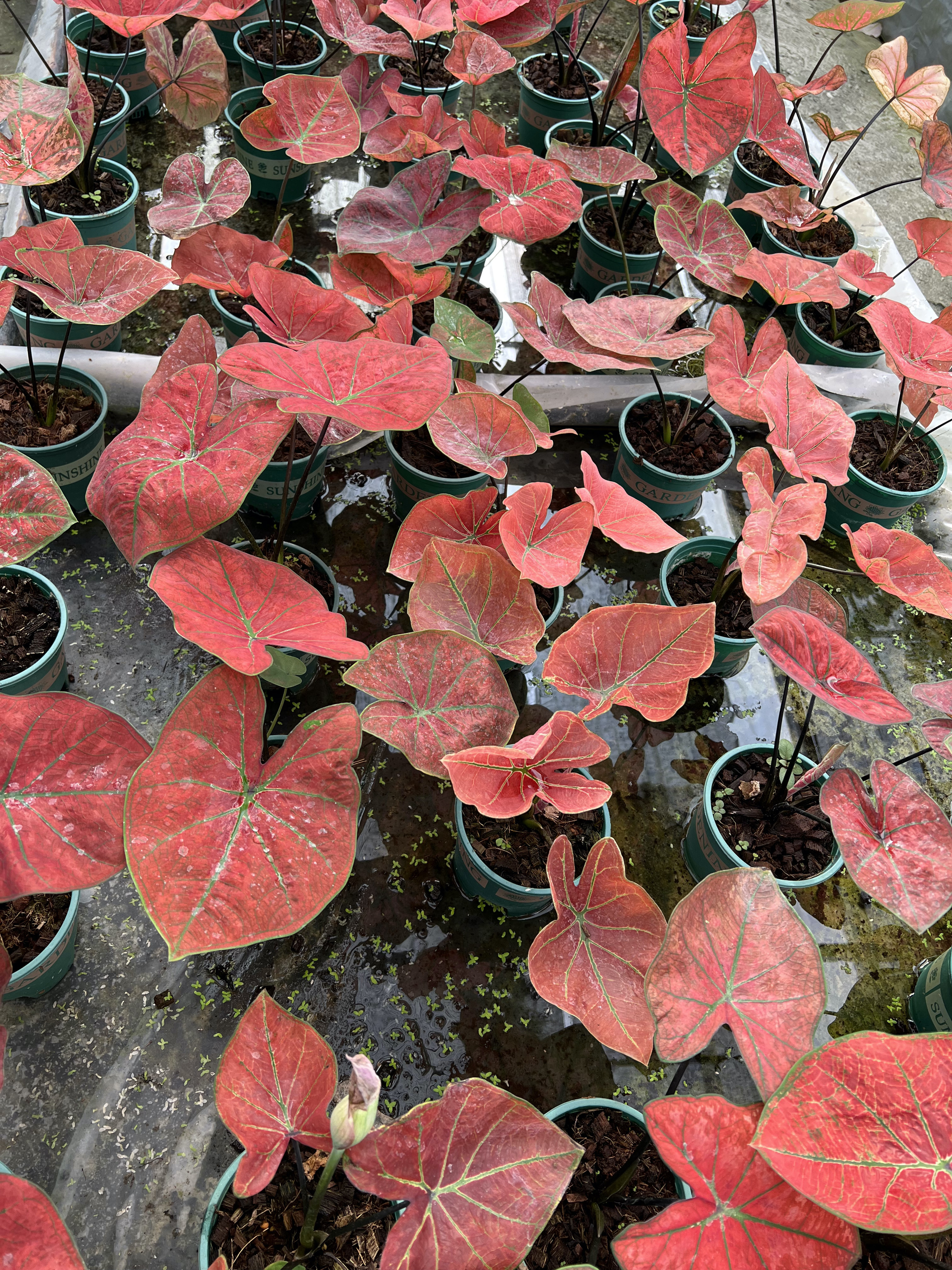บอนสี บับเบิ้ล Caladium