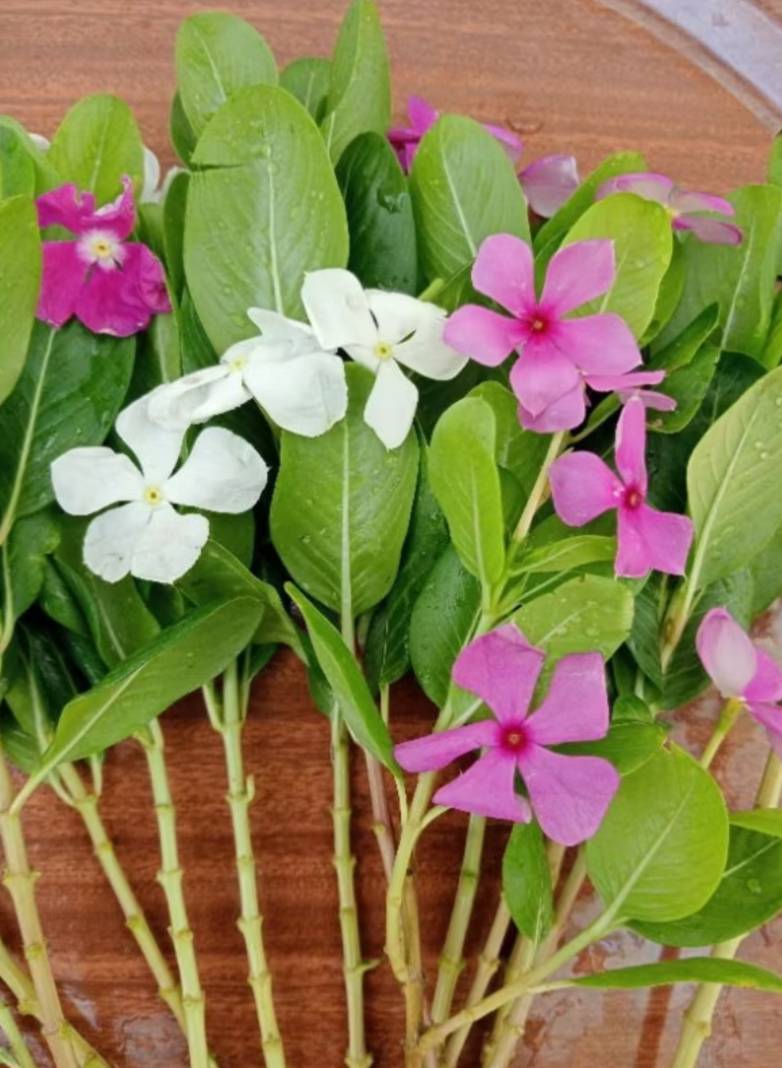 กิ่งแพงพวยฝรั่ง