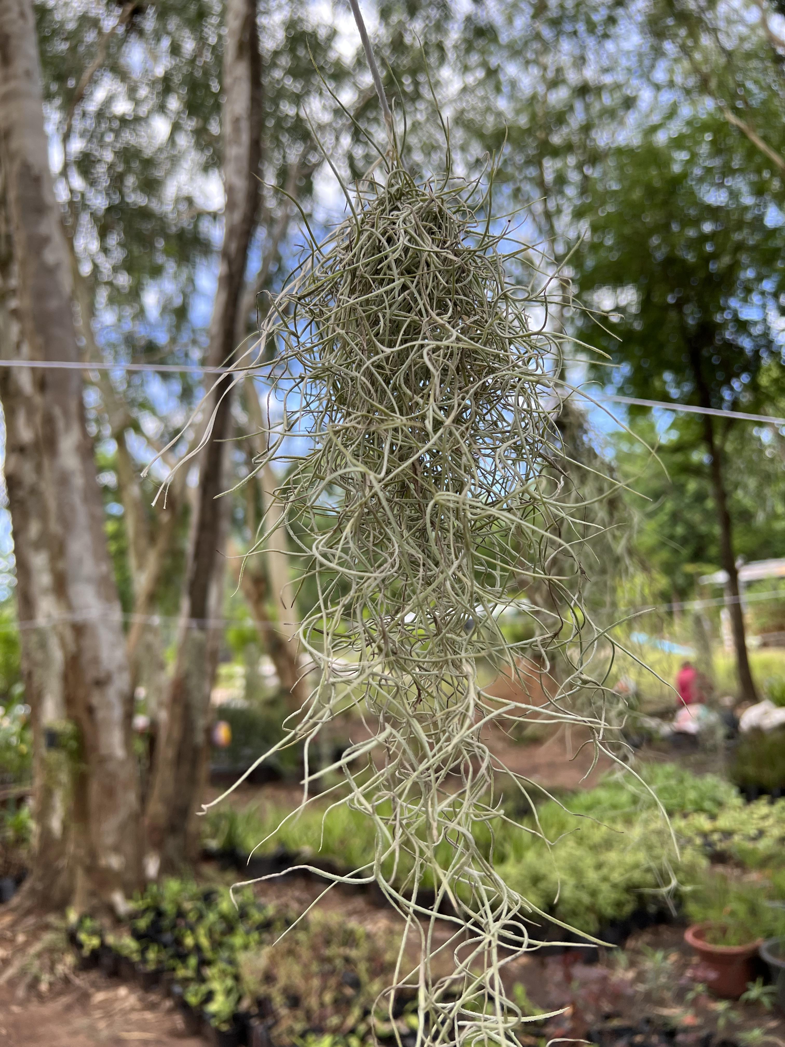 เคราฤาษี หนวดฤาษี Spanish moss