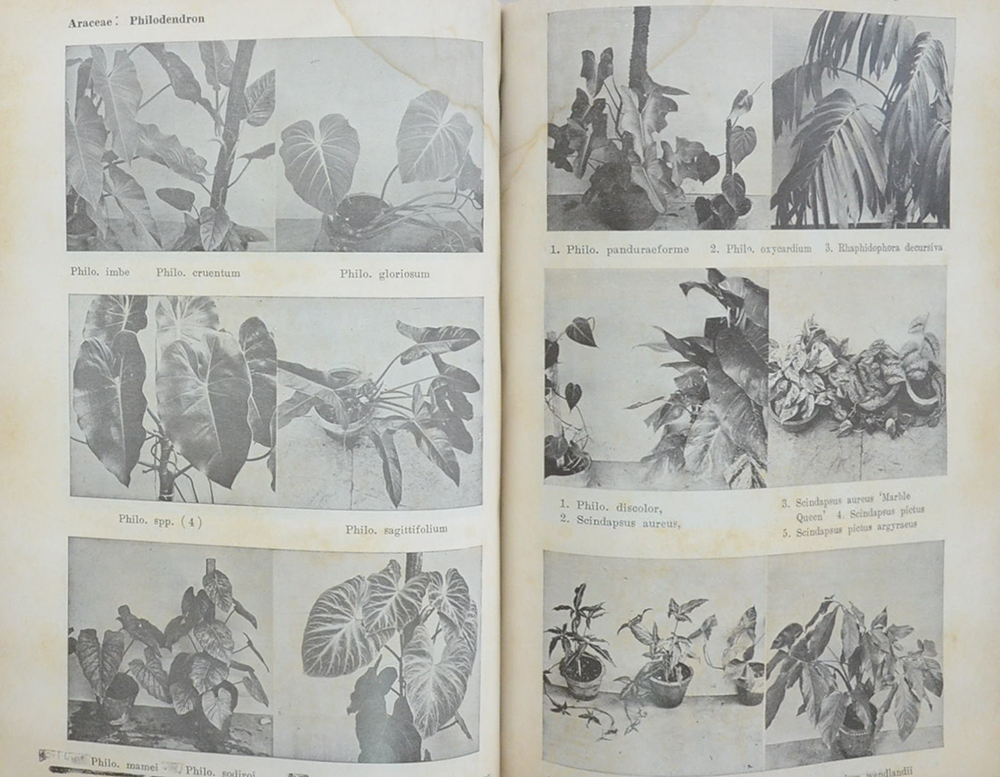 ไม้ดอกไม้ประดับ