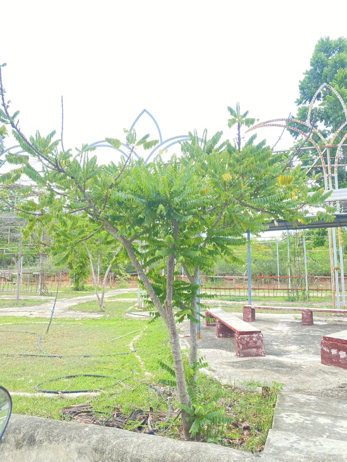 ต้นมะยม Phyllanthus acidus (L.) Skeels