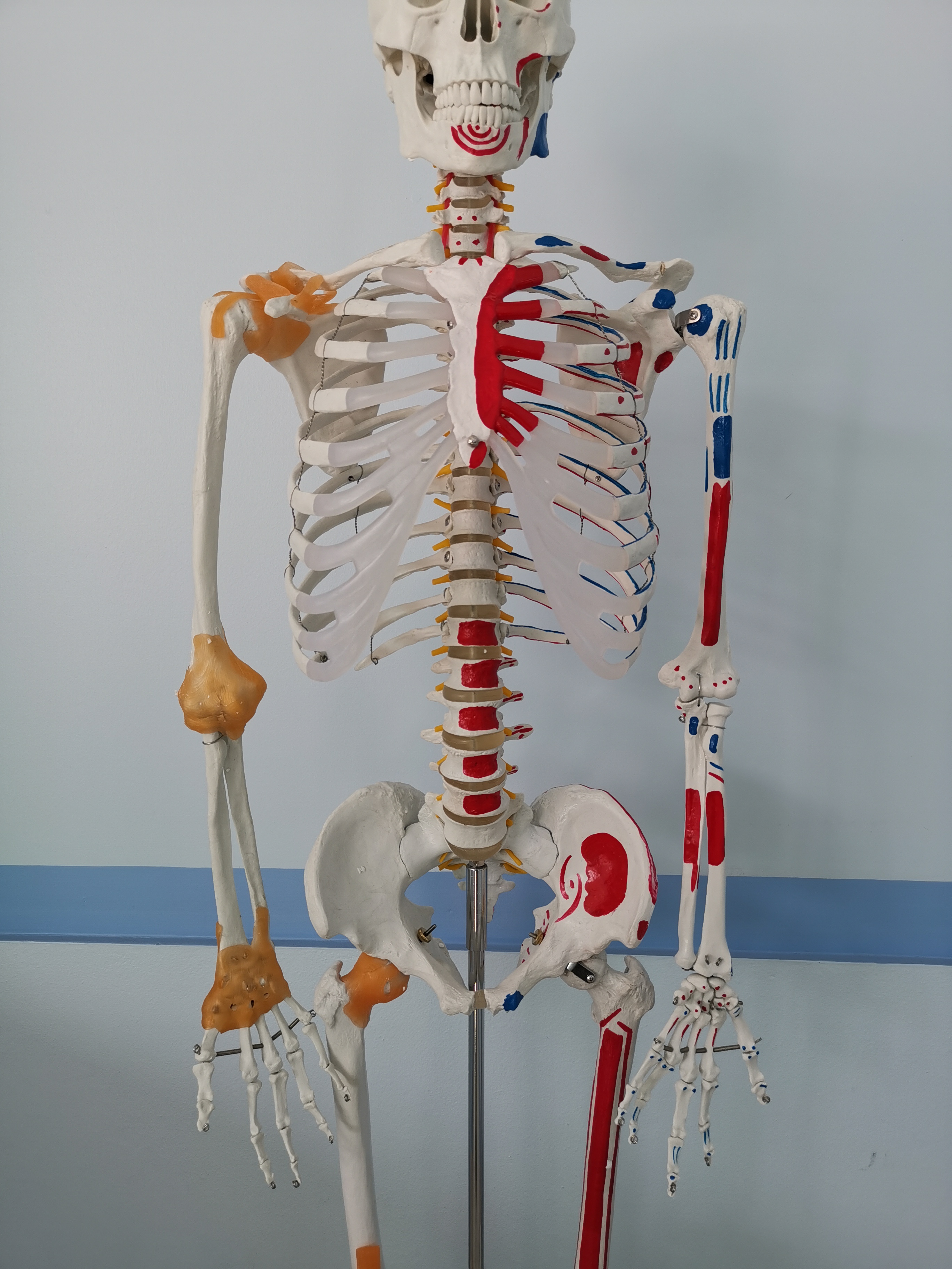 โมเดลโครงกระดูกมนุษย์ ขนาดเท่าของจริง แบบแสดงเอ็นข้อต่อและจุดเกาะกล้ามเนื้อ (รุ่น PVC แข็งแรงพิเศษ)