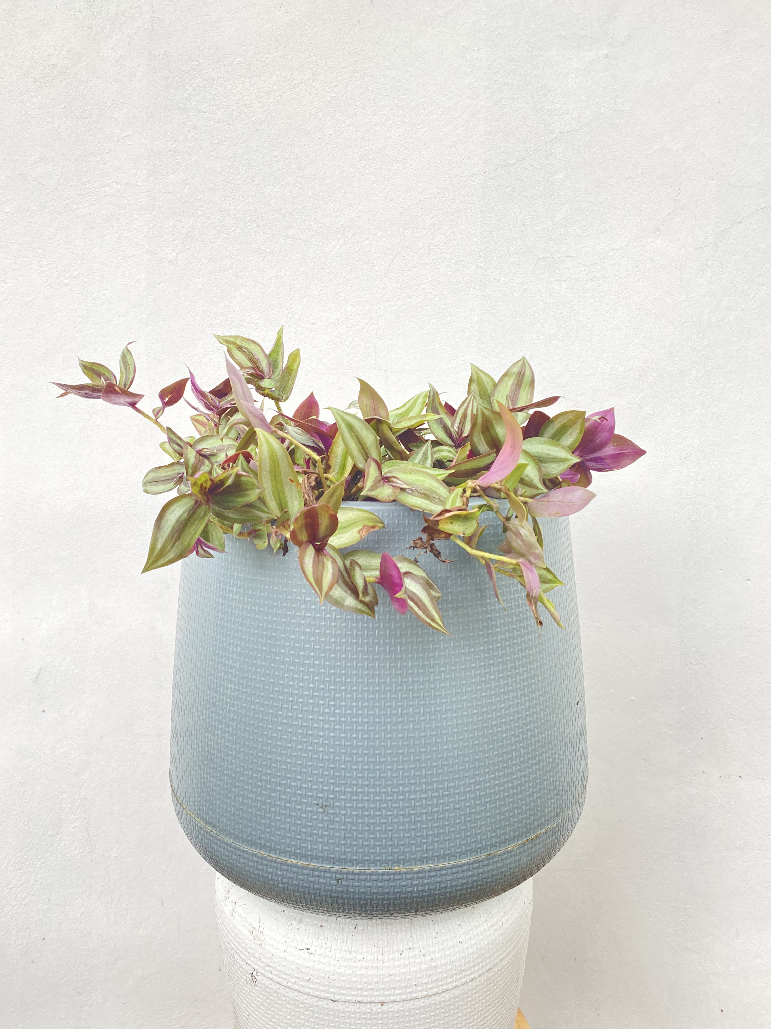 ก้ามปูหลุด หรือ ปีกแมลงสาบ Wandering Jew