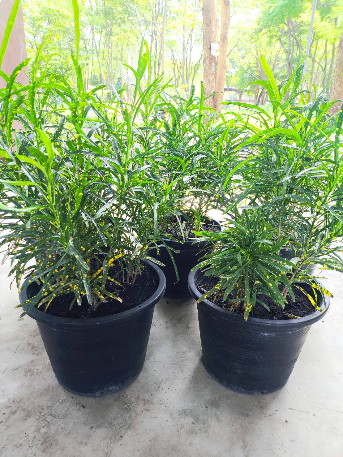 ✨ ต้นโกสนแส้ม้า ใบเรียวยาว Croton