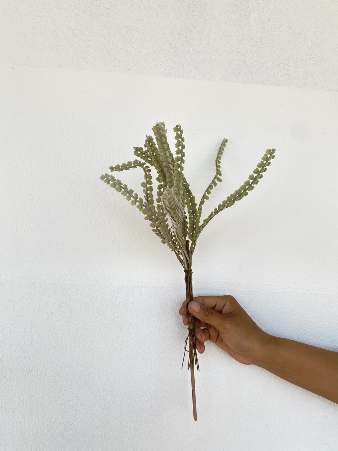 ใบเฟิร์น Fern leaf